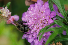 Osmia lignaria propinqua