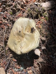 Agaricus albolutescens