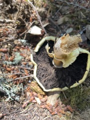 Agaricus albolutescens