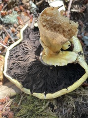 Agaricus albolutescens