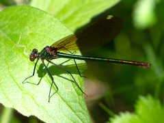 Calopteryx aequabilis