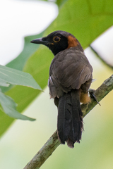 Pterorhinus ruficollis