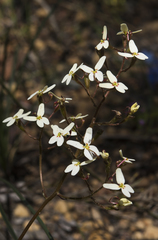 Stylidium hispidum
