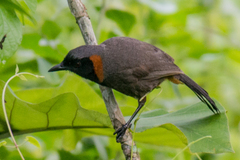 Pterorhinus ruficollis