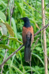 Centropus bengalensis