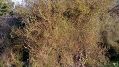 Coprosma propinqua propinqua