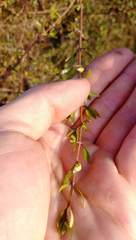 Coprosma propinqua propinqua