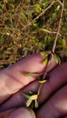 Coprosma propinqua propinqua