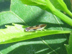 Diedrocephala