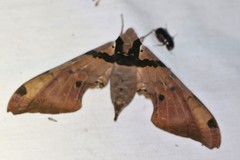 Adhemarius gannascus