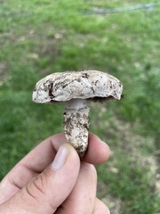 Agaricus