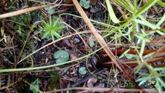 Corybas rotundifolius
