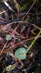 Corybas rotundifolius