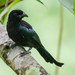 Hair-crested Drongo - Photo (c) Vijay Anand Ismavel, some rights reserved (CC BY-NC-SA), uploaded by Dr. Vijay Anand Ismavel MS MCh