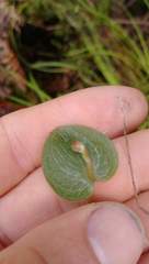 Corybas rotundifolius