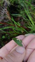 Corybas rotundifolius