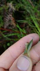 Corybas rotundifolius