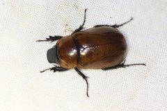 Aspidolea singularis