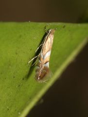 Phyllonorycter aeriferella
