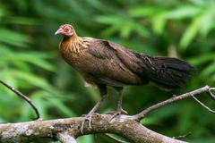 Red Junglefowl photo 2