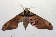 Adhemarius gannascus