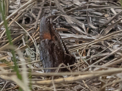 Erebia discoidalis