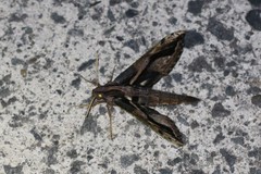Xylophanes ceratomioides