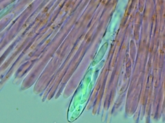 Mitrula lunulatospora