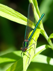 Calopteryx aequabilis
