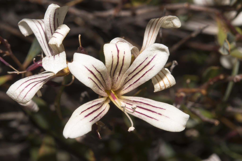 painted marianthus