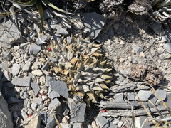 Ariocarpus retusus retusus