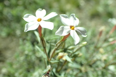 Phlox stansburyi