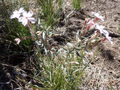 Phlox stansburyi