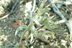 Phlox stansburyi