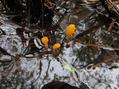 Mitrula lunulatospora