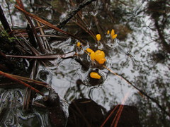 Mitrula lunulatospora