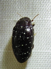 Chelonarium lecontei