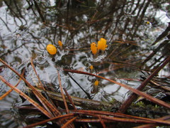 Mitrula lunulatospora