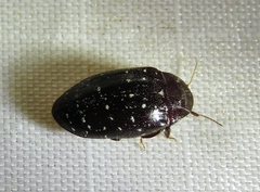 Chelonarium lecontei