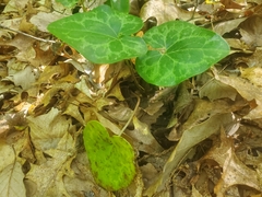 Hexastylis virginica