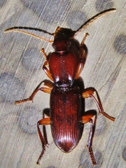 Stenomorphus californicus
