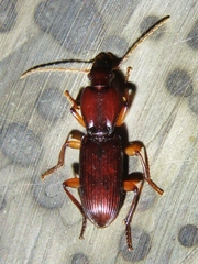 Stenomorphus californicus