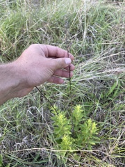 Solidago speciosa rigidiuscula