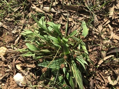 Plantago lanceolata