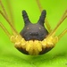 Bunny Harvestman - Photo (c) Andreas Kay, some rights reserved (CC BY-NC-SA)