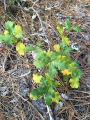 Quercus × ganderi
