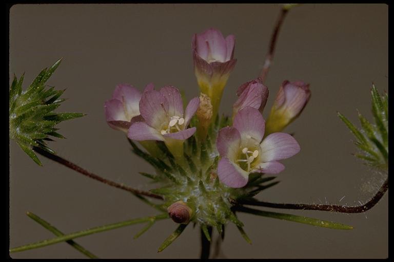 Navarretia prolifera