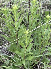 Solidago speciosa rigidiuscula