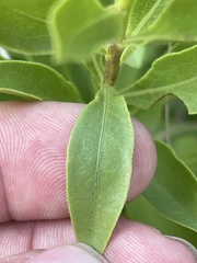 Solidago speciosa rigidiuscula