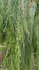 Cupressus pendula